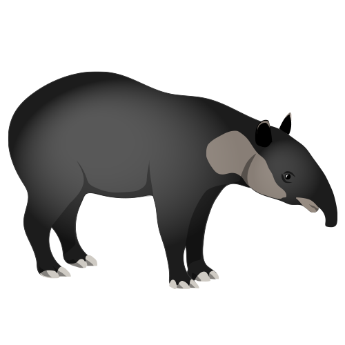 Tapir
