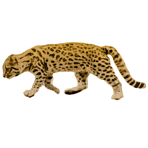 tigrillo