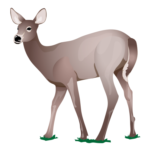 venado